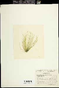 Chaetomorpha aerea image