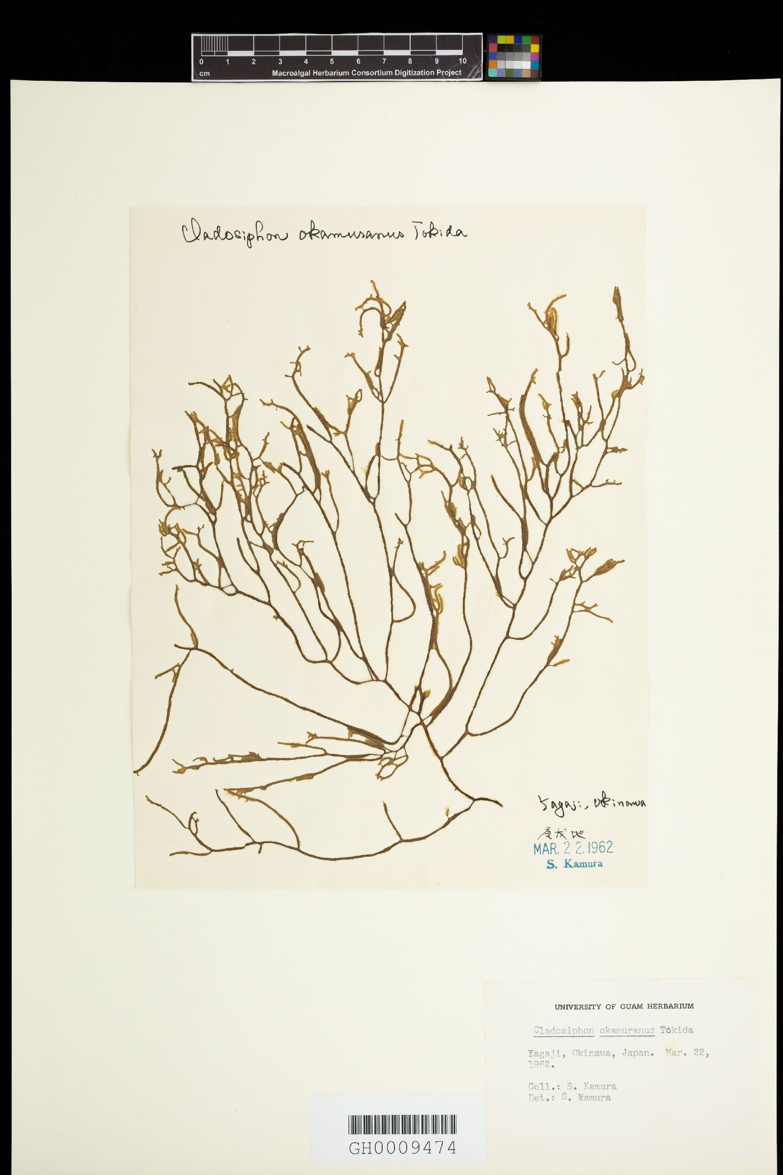 Cladosiphon okamuranus image