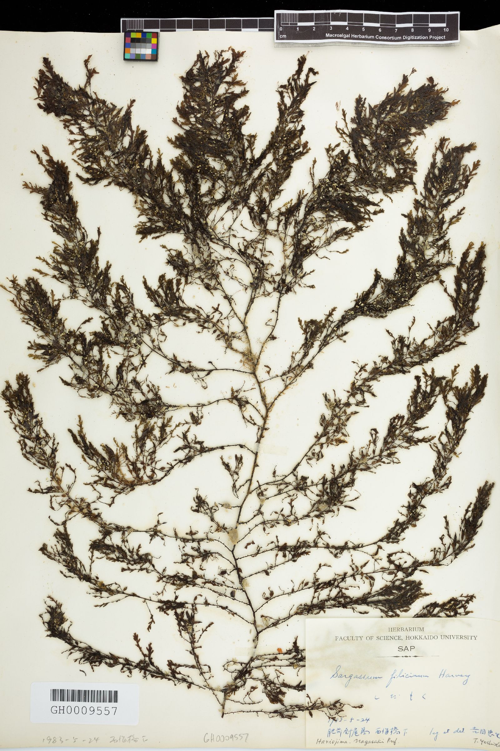 Sargassum filicinum image