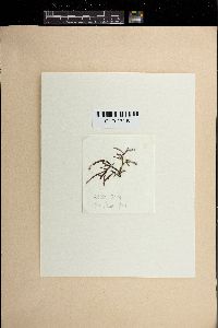 Gracilaria salicornia image