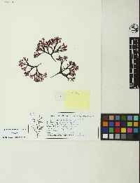 Mastocarpus rigidus image