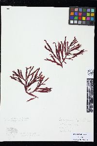 Stenogramma californicum image