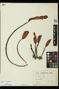 Laminaria sinclairii image