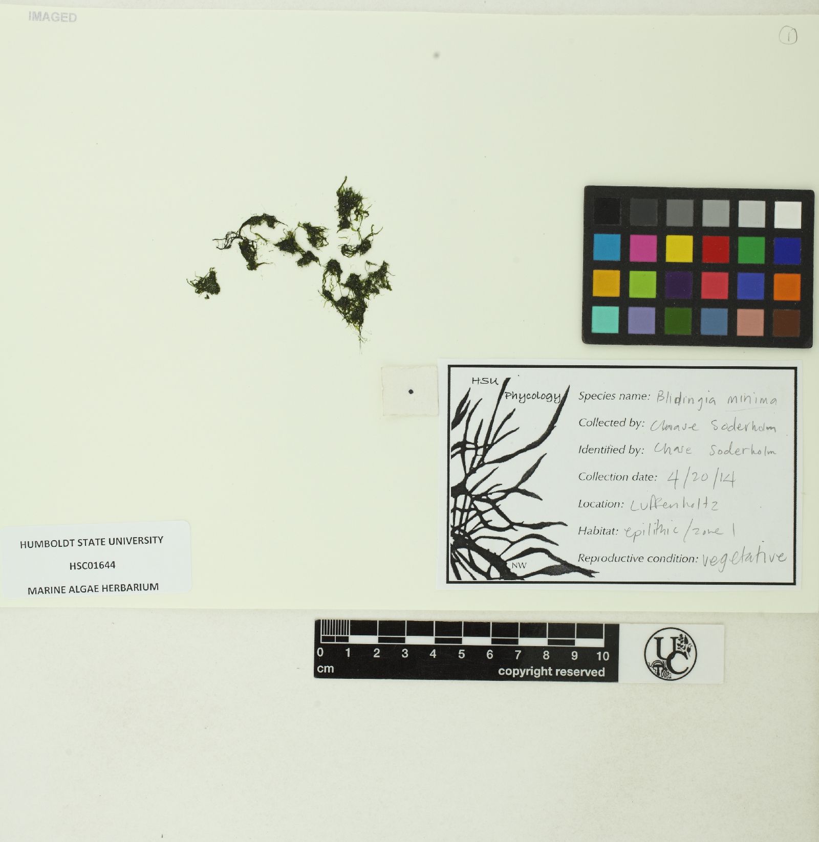 Kornmanniaceae image