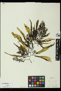 Coilodesme californica image