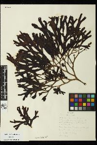 Fucus distichus image