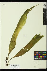 Laminaria ephemera image