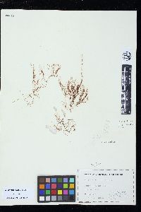 Polysiphonia hendryi image