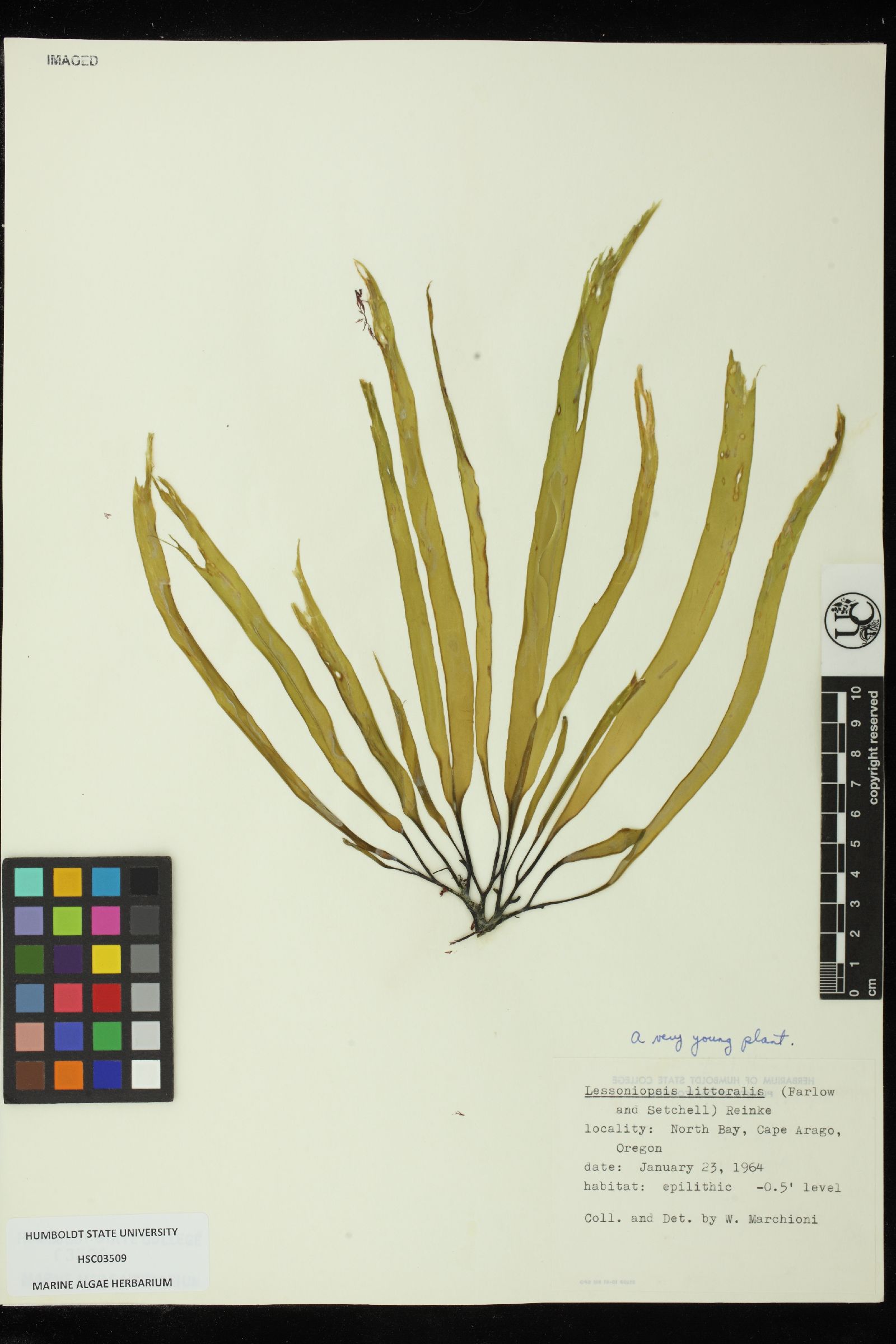 Alariaceae image
