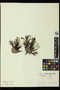 Gelidium purpurascens image