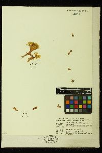 Cutleria hancockii image