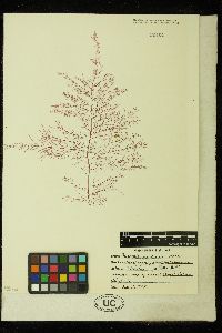 Bonnemaisonia geniculata image
