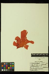 Weeksia reticulata image