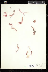 Asparagopsis hamifera image