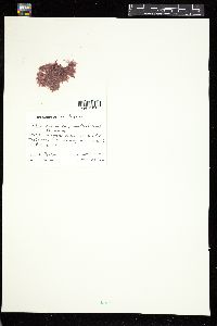 Rhodochorton purpureum image