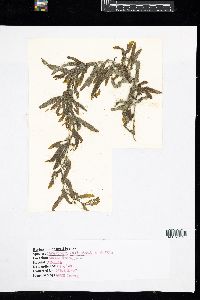 Sargassum filipendula image