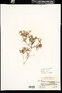 Phyllophora membranifolia image