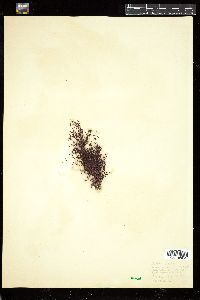 Ahnfeltia plicata image