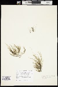 Dictyosiphon foeniculaceus image