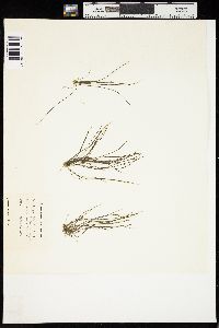 Chaetomorpha melagonium image