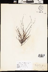 Chordaria flagelliformis image