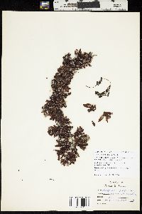 Sargassum filipendula image