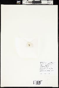 Isthmoplea sphaerophora image