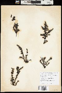 Neorhodomela larix image