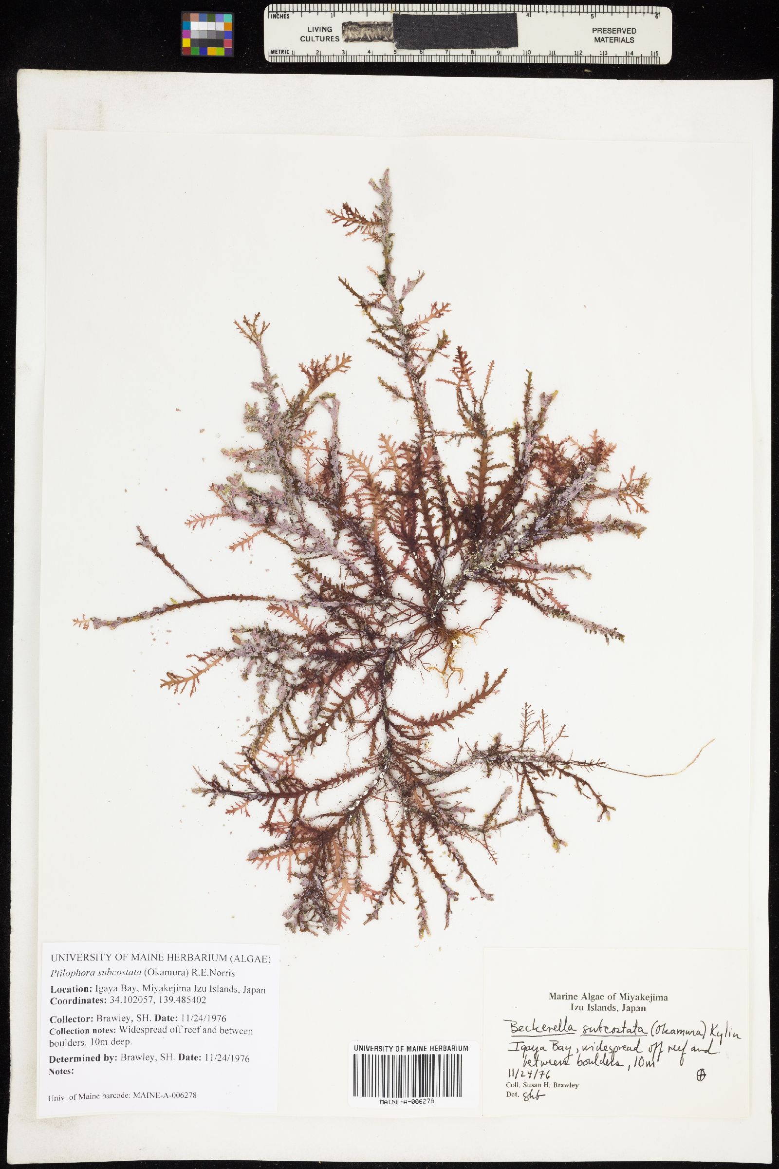 Ptilophora subcostata image