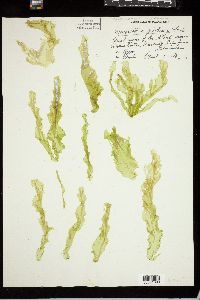 Protomonostroma undulatum f. pulchrum image