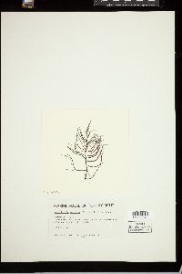 Agardhiella subulata image