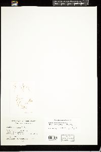 Anotrichium tenue image