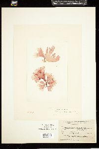 Haraldiophyllum bonnemaisonii image