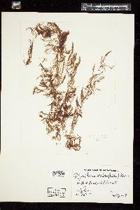 Polysiphonia arctica image