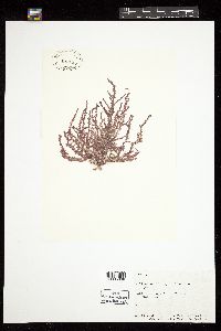Wollastoniella myriophylloides image