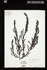 Carpoglossum confluens image
