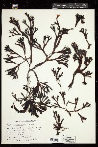 Fucus ceranoides image