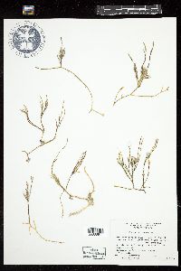 Caulerpa cupressoides var. mamillosa image