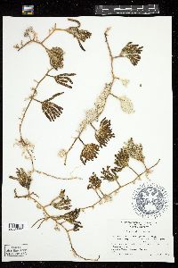 Caulerpa paspaloides var. compressa image