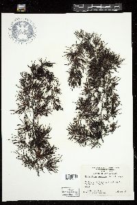 Cystophora torulosa image