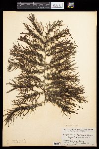 Sargassum galapagense image
