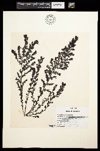 Sargassum lapazeanum image