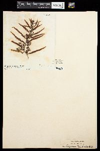 Sargassum horridum image