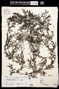 Sargassum oligocystum image