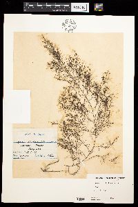 Sargassum piluliferum image