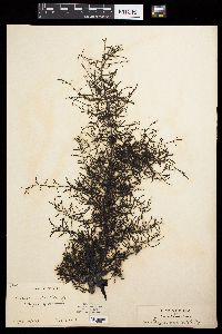 Sargassum siliquastrum image