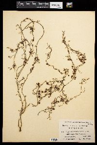 Sargassum trichocarpum image