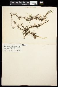 Sargassum vaysierianum image