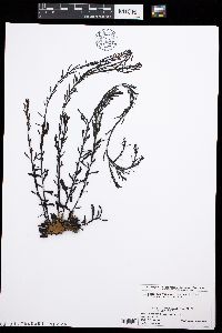 Sargassum yamadae image