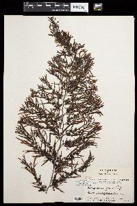Sargassum zacae image
